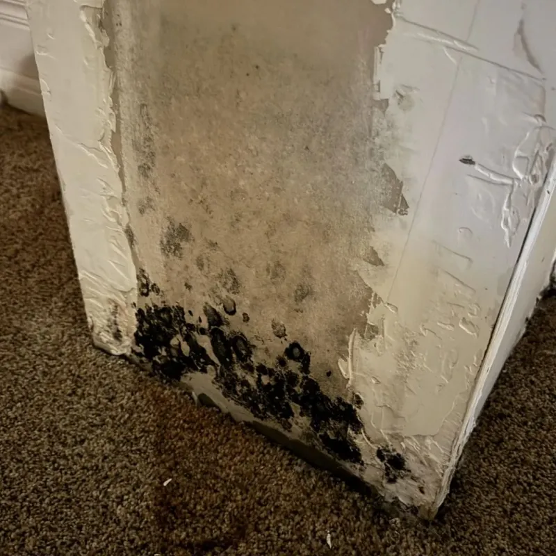 Professional Mold Removal in New Paris, IN